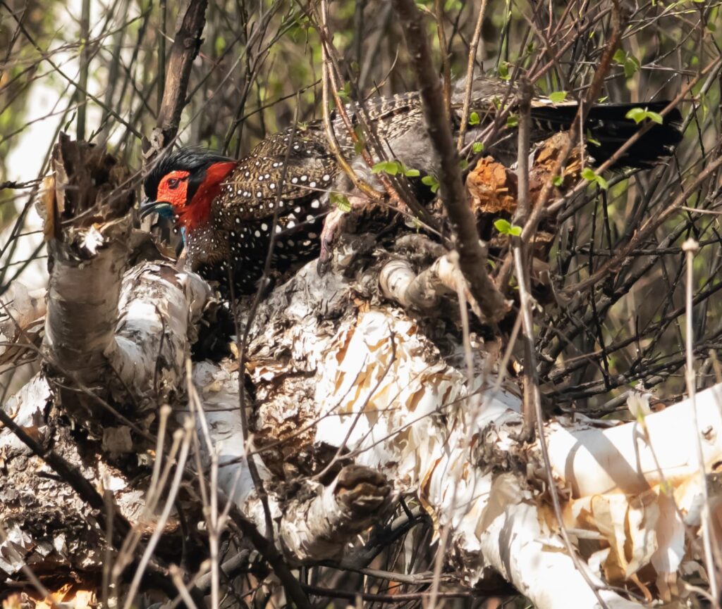 Tragopan