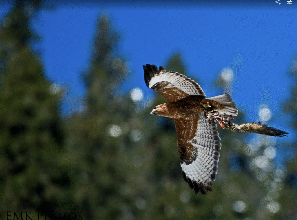Himalayan Buzzard