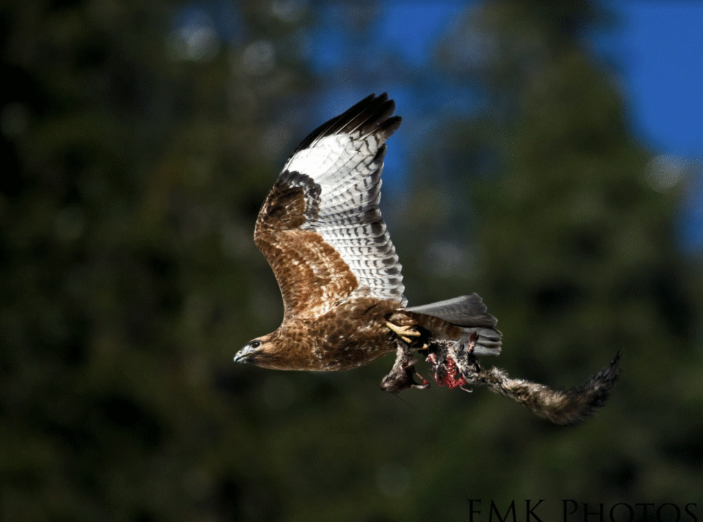 Humalayan Buzzard